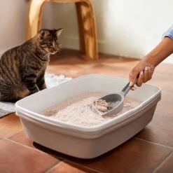 Frisco Natural Unscented Clumping Grass Cat Litter -Frisco Sales Store 132396 PT4. AC SS1800 V1659023512