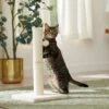 Frisco 21-in Sisal Cat Scratching Post With Toy 1 Frisco 21-in Sisal Cat Scratching Post With Toy -Frisco Sales Store 140149 MAIN. AC SS1800 V1665765071