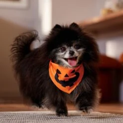 Frisco Jack O' Lantern Pumpkin Dog & Cat Bandana 13 Frisco Jack O' Lantern Pumpkin Dog & Cat Bandana -Frisco Sales Store 158934 PT4. AC SS1800 V1564430535