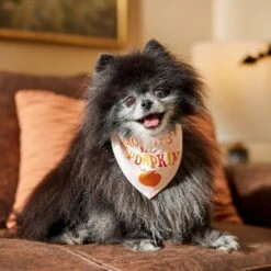 Frisco Mommy's Lil Pumpkin Dog & Cat Bandana 13 Frisco Mommy's Lil Pumpkin Dog & Cat Bandana -Frisco Sales Store 158936 PT4. AC SS1800 V1633064807