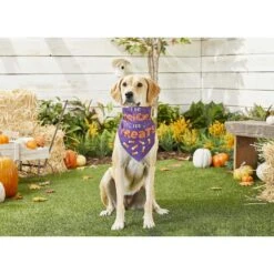 Frisco I Do Tricks For Treats Dog & Cat Bandana 13 Frisco I Do Tricks For Treats Dog & Cat Bandana -Frisco Sales Store 158938 PT4. AC SS1800 V1633069923