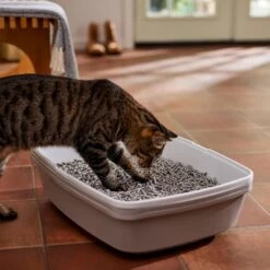 Frisco Unscented Non-Clumping Recycled Paper Cat Litter -Frisco Sales Store 161380 PT4. AC SS1800 V1660944676