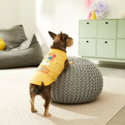 Frisco Llama-zing Birthday Dog & Cat T-Shirt 11 Frisco Llama-zing Birthday Dog & Cat T-Shirt -Frisco Sales Store 191240 PT4. AC SS1800 V1582053521