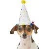 Frisco Confetti Dog & Cat Birthday Hat -Frisco Sales Store 191274 Main. AC SS1800 V1582053295