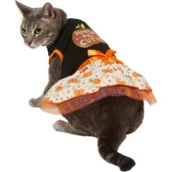 Frisco Pumpkin Patch Cutie Dog & Cat Dress -Frisco Sales Store 215784 PT2. AC SS1800 V1632429076