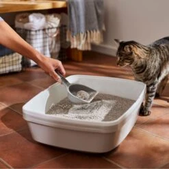 Frisco Lightweight Scented Clumping Cat Litter 13 Frisco Lightweight Scented Clumping Cat Litter -Frisco Sales Store 230718 PT4. AC SS1800 V1659023572