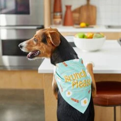 Frisco Brunch Please Dog & Cat Bandana -Frisco Sales Store 249207 PT5. AC SS1800 V1696597732