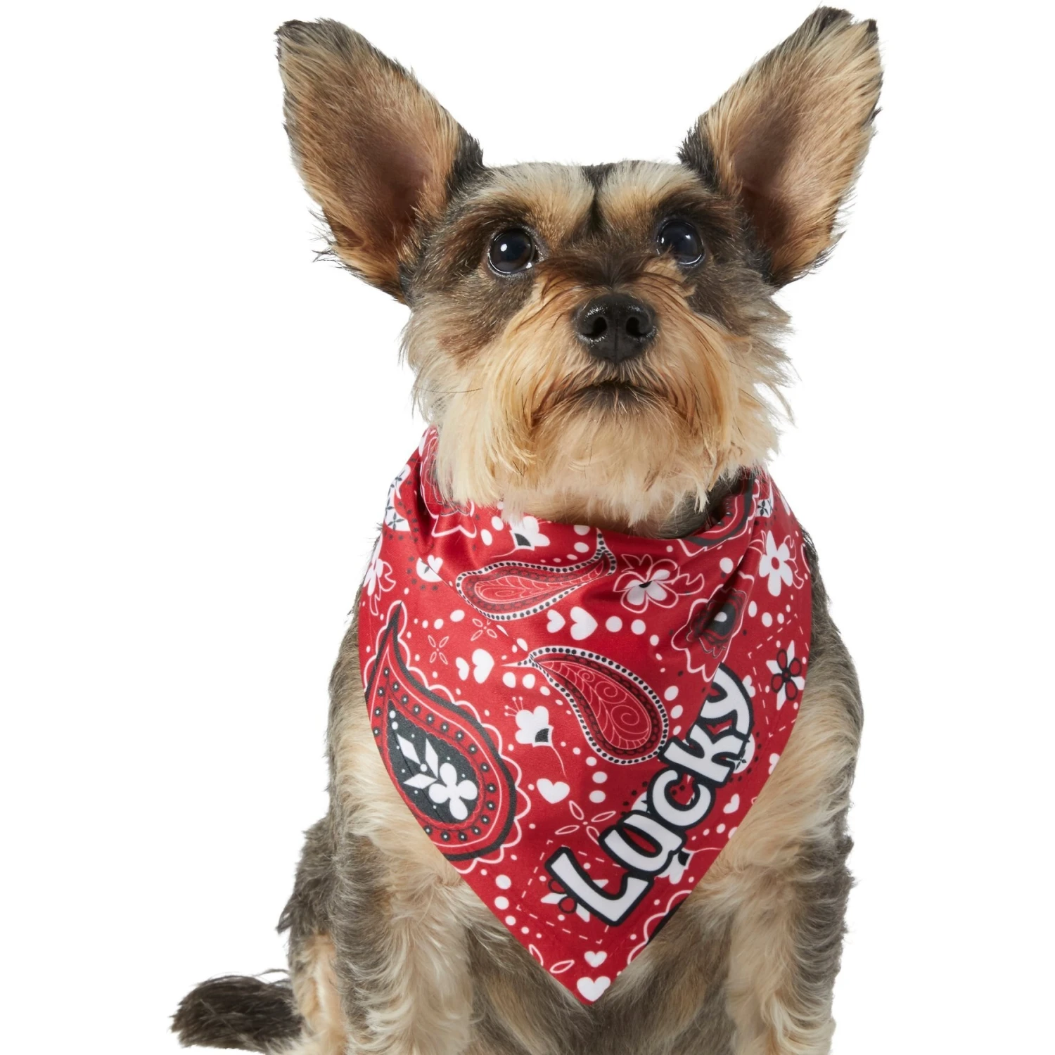 Frisco Paisley Printed Personalized Dog & Cat Bandana 9 Frisco Paisley Printed Personalized Dog & Cat Bandana - Image 7