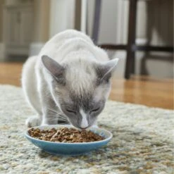 Frisco Kaleidoscope Pattern Non-skid Ceramic Cat Dish -Frisco Sales Store 256092 PT2. AC SS1800 V1616167031