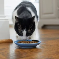 Frisco Cat Face Non-skid Ceramic Cat Dish, Blue 11 Frisco Cat Face Non-skid Ceramic Cat Dish, Blue -Frisco Sales Store 256101 PT3. AC SS1800 V1617130591