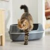 Frisco Corner Sifting Cat Litter Box With Rim -Frisco Sales Store 264933 MAIN. AC SS1800 V1675279641