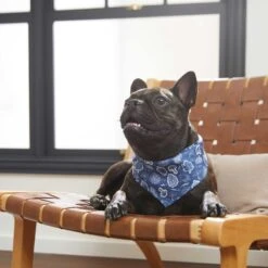 Frisco Fall Vibes Dog & Cat Bandana -Frisco Sales Store 267913 PT5. AC SS1800 V1637722289