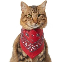 Frisco Red Paisley Dog & Cat Bandana -Frisco Sales Store 267919 PT3. AC SS1800 V1637652719