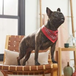 Frisco Red Paisley Dog & Cat Bandana -Frisco Sales Store 267919 PT5. AC SS1800 V1637687581