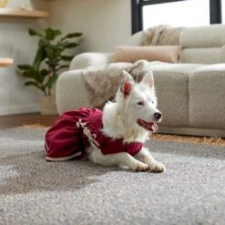 Frisco Plum Dog & Cat Dress -Frisco Sales Store 268677 PT5. AC SS1800 V1637675815