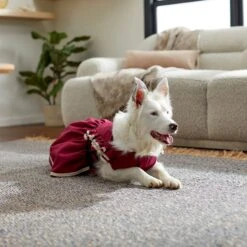 Frisco Plum Dog & Cat Dress -Frisco Sales Store 268677 PT8. AC SS1800 V1629766023