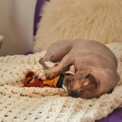 Frisco Halloween Good Bear, Bad Bear Reversible Plush Cat Toy With Catnip -Frisco Sales Store 270299 PT3. AC SS1800 V1624817131