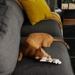 Frisco Halloween Good Witch, Bad Witch Reversible Plush Cat Toy With Catnip 10 Frisco Halloween Good Witch, Bad Witch Reversible Plush Cat Toy With Catnip -Frisco Sales Store 270301 PT3. AC SS1800 V1624824841