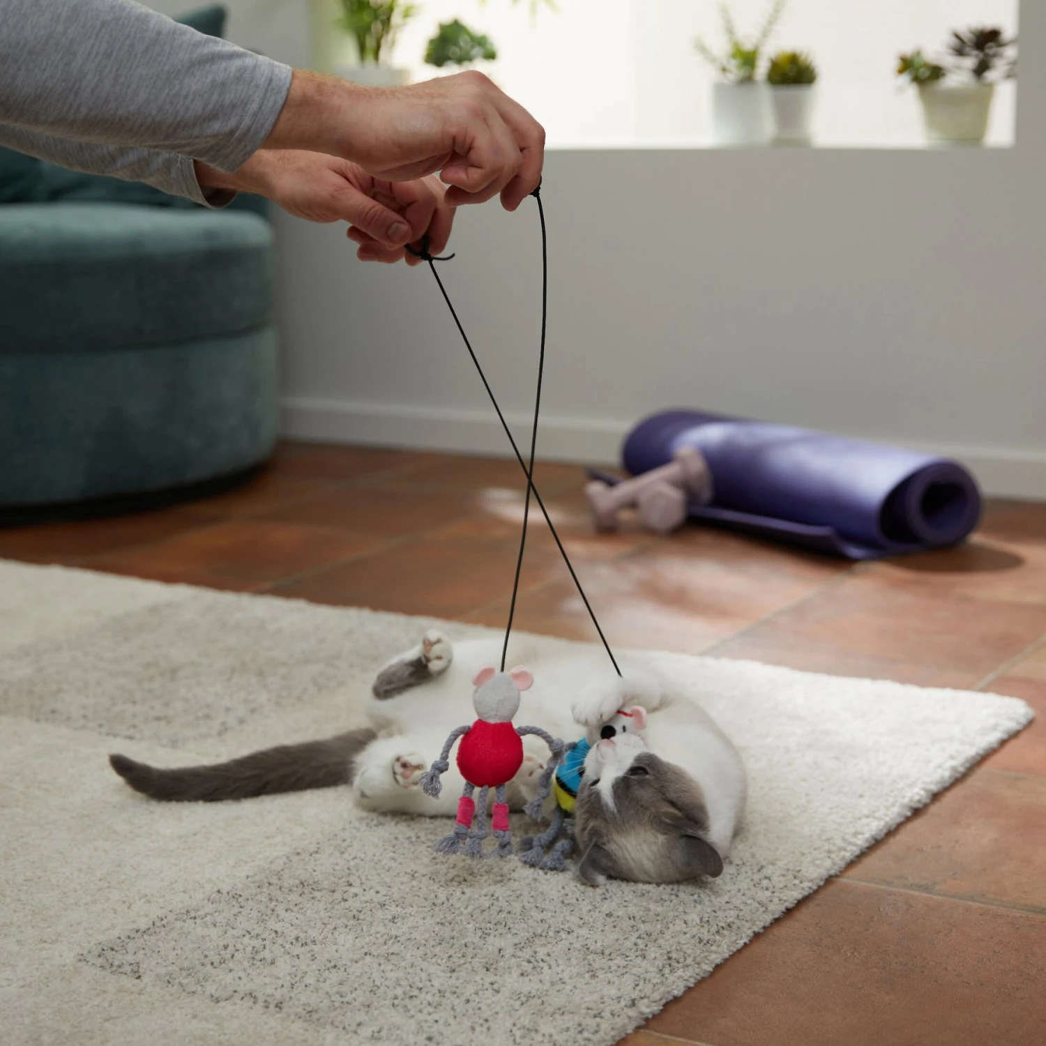 Frisco New Year, New Me Gym Bouncy Mice Plush Cat Toy With Catnip 5 Frisco New Year, New Me Gym Bouncy Mice Plush Cat Toy With Catnip - Image 3