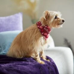 Frisco Love Letters Dog & Cat Bandana -Frisco Sales Store 292051 PT7. AC SS1800 V1702598609