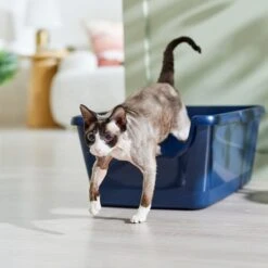 Frisco High Sided Cat Litter Box, Extra Large & World's Best Multi-Cat Unscented Clumping Corn Cat Litter 8 Frisco High Sided Cat Litter Box, Extra Large & World's Best Multi-Cat Unscented Clumping Corn Cat Litter -Frisco Sales Store 293046 PT1. AC SS1800 V1620015440