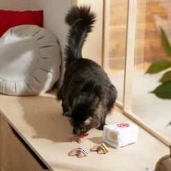 Frisco Lunar New Year Fortune Cookie Plush Cat Toy With Catnip -Frisco Sales Store 298909 PT3. AC SS1800 V1640269104