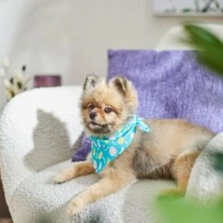 Frisco Spring Easter Egg Dog & Cat Bandana 14 Frisco Spring Easter Egg Dog & Cat Bandana -Frisco Sales Store 300663 PT5. AC SS1800 V1641539822