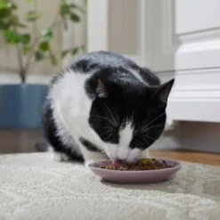 Frisco Paris Non-skid Ceramic Cat Dish & Frisco Paris Non-skid Ceramic Cat Dish -Frisco Sales Store 302490 PT4. AC SS1800 V1623074555