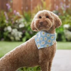 Frisco Daisy Dog & Cat Bandana -Frisco Sales Store 312303 PT5. AC SS1800 V1673304453