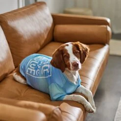 Frisco Peace Love Rescue Dog & Cat T-Shirt 13 Frisco Peace Love Rescue Dog & Cat T-Shirt -Frisco Sales Store 315068 PT8. AC SS1800 V1646351303