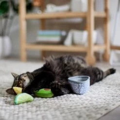 Frisco Guacamole Bowl Cat Toy With Catnip, Medium, 4 Count 9 Frisco Guacamole Bowl Cat Toy With Catnip, Medium, 4 Count -Frisco Sales Store 327059 PT3. AC SS1800 V1645205519