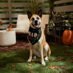 Frisco Bad & Boo-Jee Dog & Cat Costume Bandana -Frisco Sales Store 334807 PT6. AC SS1800 V1660056594