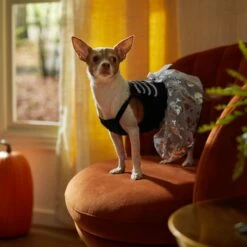 Frisco Silver Metallic Skull Dog & Cat Dress -Frisco Sales Store 335154 PT7. AC SS1800 V1657663214