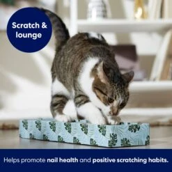 Frisco Single-Wide Cat Scratcher Toy With Catnip, Tropical Paradise, 2 Count -Frisco Sales Store 347217 PT3. AC SS1800 V1659699275