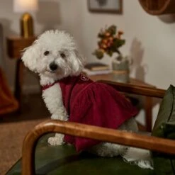 Frisco Sleepy Face Dog & Cat Dress -Frisco Sales Store 353657 PT6. AC SS1800 V1660750164