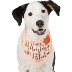 Frisco Cutest Pumpkin In The Patch Dog & Cat Bandana -Frisco Sales Store 353777 PT2. AC SS1800 V1659010334
