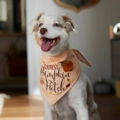 Frisco Cutest Pumpkin In The Patch Dog & Cat Bandana -Frisco Sales Store 353777 PT6. AC SS1800 V1660749986