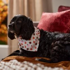 Frisco Apple Dog & Cat Bandana -Frisco Sales Store 353786 PT6. AC SS1800 V1660749688