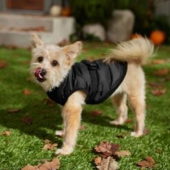 Frisco Lightweight Belted Puffer Dog & Cat Jacket -Frisco Sales Store 353825 PT7. AC SS1800 V1660749777