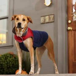 Frisco Mediumweight Cubed Dog & Cat Coat -Frisco Sales Store 353917 PT7. AC SS1800 V1660750073