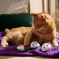 Frisco Halloween Ghost Strawberries Plush Cat Toy With Catnip, 3 Count 8 Frisco Halloween Ghost Strawberries Plush Cat Toy With Catnip, 3 Count -Frisco Sales Store 354127 PT3. AC SS1800 V1657657123