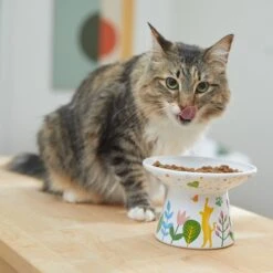 Frisco Cat Face Floral Wide Shape Elevated Non-Skid Ceramic Cat Bowl 10 Frisco Cat Face Floral Wide Shape Elevated Non-Skid Ceramic Cat Bowl -Frisco Sales Store 363377 PT3. AC SS1800 V1657657267