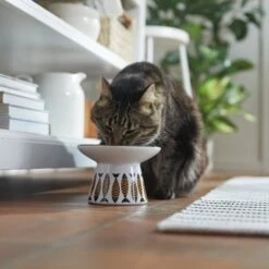 Frisco Cat Face Wide Shape Elevated Non-Skid Ceramic Cat Bowl 10 Frisco Cat Face Wide Shape Elevated Non-Skid Ceramic Cat Bowl -Frisco Sales Store 363381 PT3. AC SS1800 V1657657267