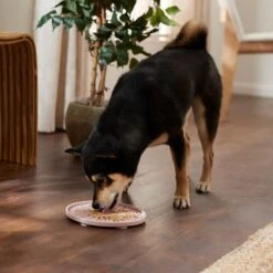 Frisco Silicone Dog & Cat Lick Mat With Suction Cups, Pink -Frisco Sales Store 363395 PT2. AC SS1800 V1660750521