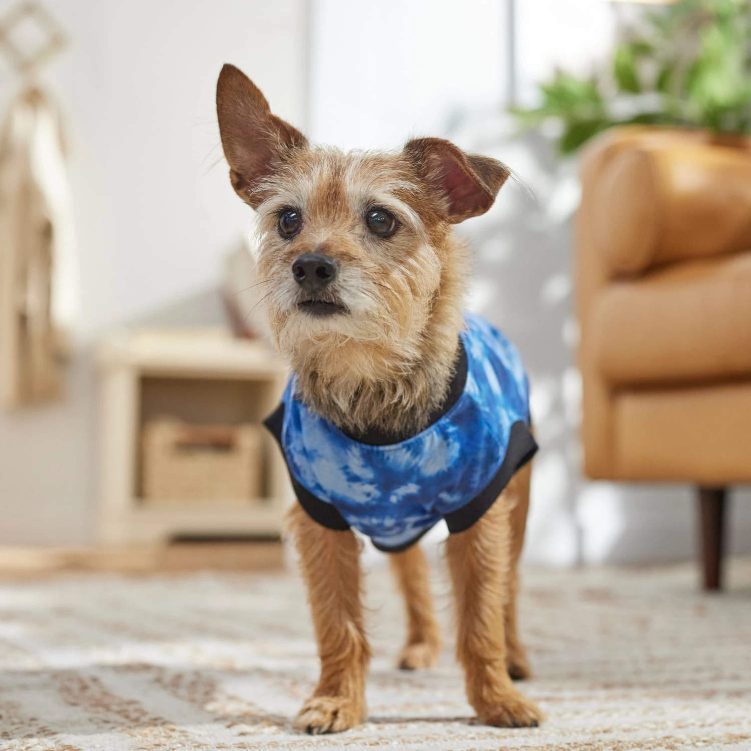 Frisco Tie-Dye Dog & Cat T-Shirt 8 Frisco Tie-Dye Dog & Cat T-Shirt - Image 6
