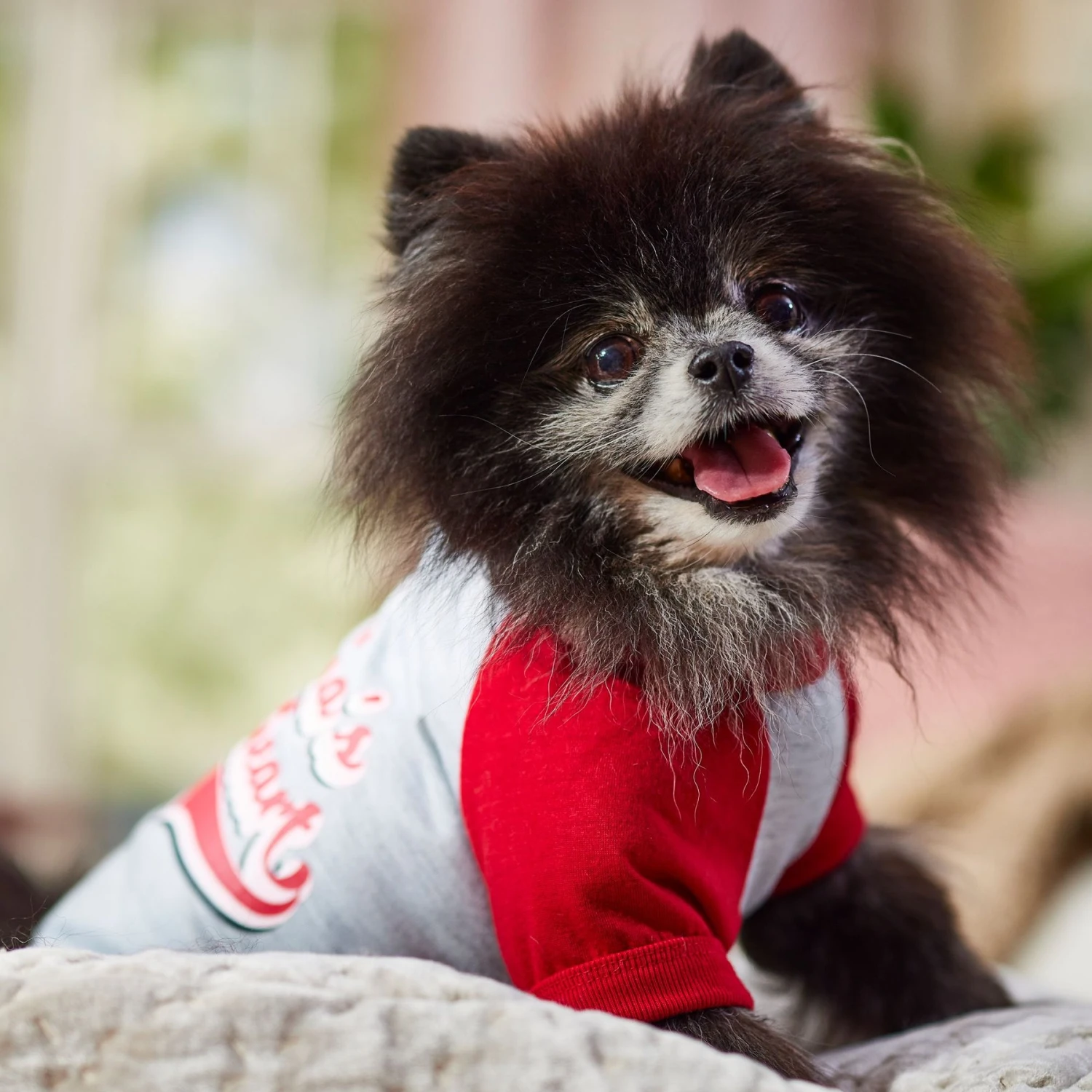 Frisco Mama's Sweetheart Dog & Cat T-Shirt 10 Frisco Mama's Sweetheart Dog & Cat T-Shirt - Image 8