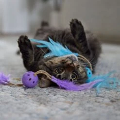 Frisco Feather & Play Plastic Balls Cat Toy, 2 Count -Frisco Sales Store 525998 PT3. AC SS1800 V1669148124