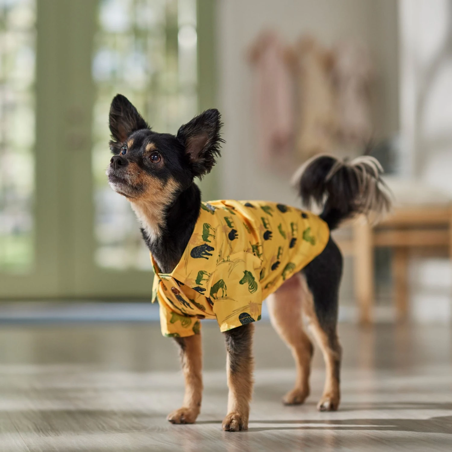 Frisco Safari Zebra Dog & Cat Shirt 10 Frisco Safari Zebra Dog & Cat Shirt - Image 8