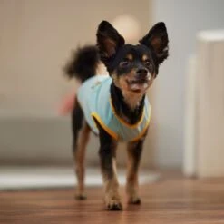 Frisco Just Another Day In Paradise Dog & Cat T-Shirt 14 Frisco Just Another Day In Paradise Dog & Cat T-Shirt -Frisco Sales Store 556406 PT5. AC SS1800 V1675099506