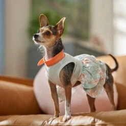 Frisco Tropical State Of Mind Dog & Cat Dress -Frisco Sales Store 556742 PT5. AC SS1800 V1675101933